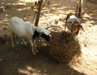 05 Fanes De Haricots